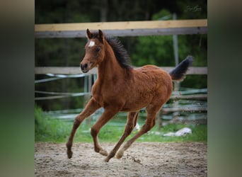 Purosangue arabo, Stallone, , 157 cm, Baio