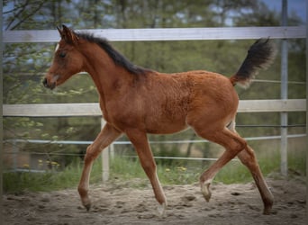 Purosangue arabo, Stallone, , 157 cm, Baio