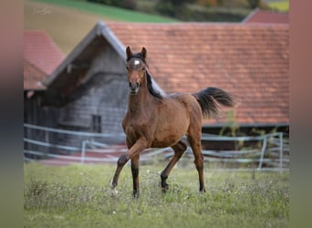 Purosangue arabo, Stallone, Puledri (02/2025), 157 cm, Baio