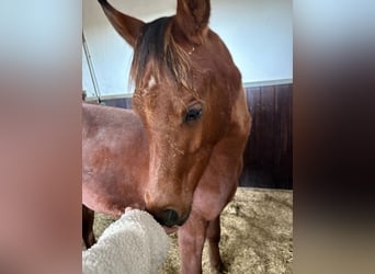 Purosangue arabo, Stallone, Puledri (02/2025), 158 cm, Baio