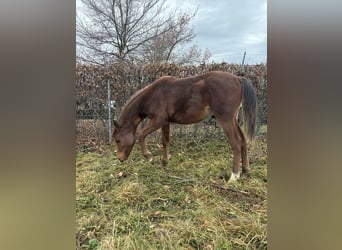 Purosangue arabo, Stallone, Puledri (02/2025), 158 cm, Baio