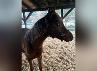 Purosangue arabo, Stallone, Puledri (02/2025), 158 cm, Baio