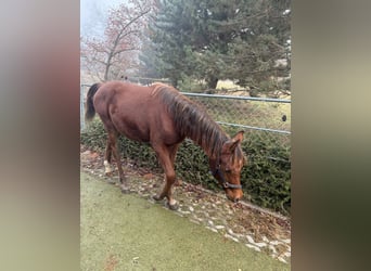 Purosangue arabo, Stallone, Puledri (02/2025), 158 cm, Baio