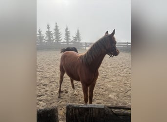 Purosangue arabo, Stallone, Puledri (02/2025), 158 cm, Baio