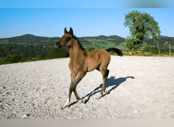 Purosangue arabo, Stallone, , 158 cm, Grigio