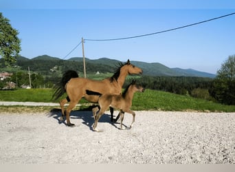 Purosangue arabo, Stallone, , 158 cm, Grigio