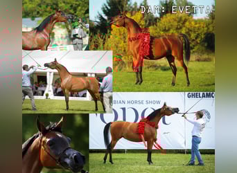 Purosangue arabo, Stallone, , 158 cm, Grigio