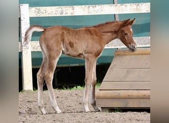 Purosangue arabo, Stallone, , 159 cm, Può diventare grigio