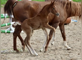 Purosangue arabo, Stallone, , 159 cm, Può diventare grigio