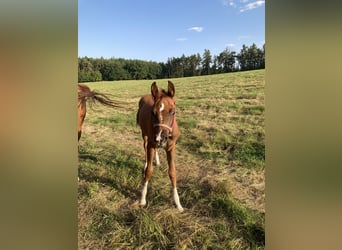 Purosangue arabo, Stallone, Puledri
 (06/2023), 160 cm, Sauro
