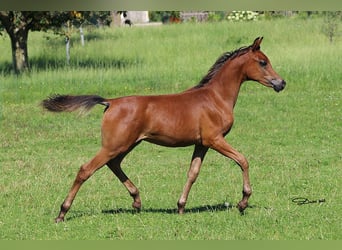 Purosangue arabo, Stallone, Puledri (03/2025), Baio