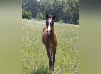 Purosangue arabo, Stallone, Puledri (06/2026)