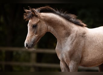 Purosangue arabo, Stallone, Puledri (01/2026), Grigio