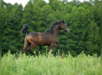 Purosangue arabo, Stallone, Puledri
 (01/2023), Grigio