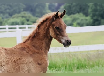 Purosangue arabo, Stallone, Puledri (03/2024), Sauro