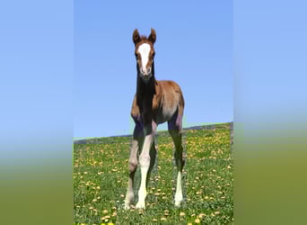 Purosangue arabo, Stallone, Puledri (04/2026), Sauro