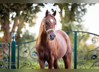 Purosangue arabo, Stallone, 9 Anni, 153 cm, Sauro scuro