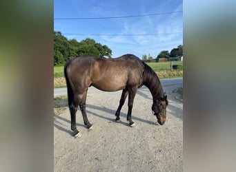 Purosangue inglese, Castrone, 10 Anni, 165 cm, Baio nero