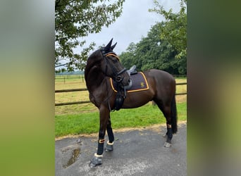 Purosangue inglese, Castrone, 10 Anni, 166 cm, Baio nero