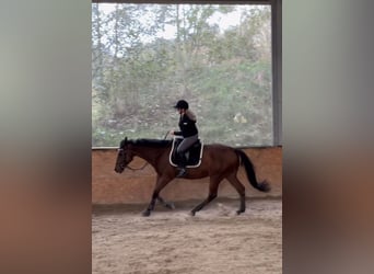 Purosangue inglese, Castrone, 10 Anni, 168 cm, Baio
