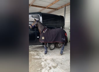 Purosangue inglese, Castrone, 11 Anni, 163 cm, Baio nero