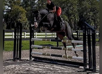 Purosangue inglese, Castrone, 11 Anni, 163 cm, Baio scuro