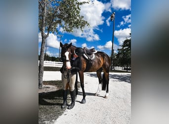 Purosangue inglese, Castrone, 11 Anni, 163 cm, Baio scuro