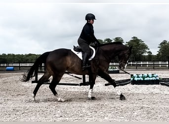 Purosangue inglese, Castrone, 11 Anni, 163 cm, Baio scuro