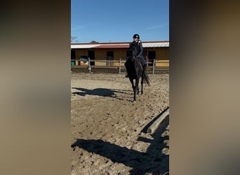 Purosangue inglese, Castrone, 12 Anni, 164 cm, Morello
