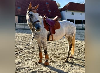 Purosangue inglese, Castrone, 12 Anni, 165 cm, Grigio