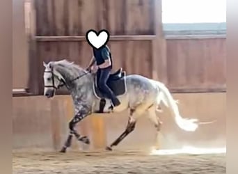 Purosangue inglese, Castrone, 12 Anni, 165 cm, Grigio