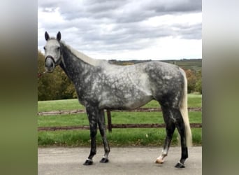 Purosangue inglese, Castrone, 12 Anni, 165 cm, Grigio