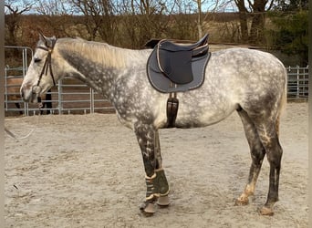 Purosangue inglese, Castrone, 12 Anni, 165 cm, Grigio