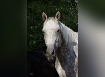 Purosangue inglese, Castrone, 12 Anni, 165 cm, Grigio