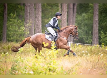 Purosangue inglese, Castrone, 12 Anni, 167 cm, Sauro