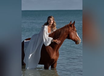 Purosangue inglese, Castrone, 12 Anni, 168 cm, Sauro scuro