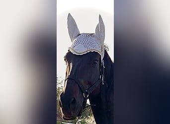 Purosangue inglese, Castrone, 13 Anni, 158 cm, Baio scuro