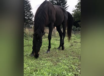 Purosangue inglese, Castrone, 13 Anni, 158 cm, Baio scuro
