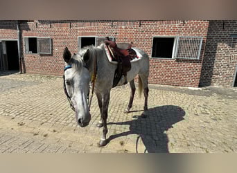 Purosangue inglese, Castrone, 13 Anni, 164 cm, Grigio ferro