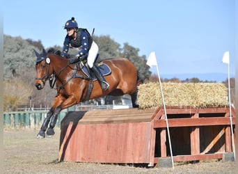 Purosangue inglese, Castrone, 14 Anni, 163 cm, Baio chiaro
