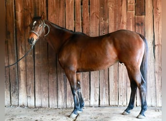 Purosangue inglese, Castrone, 14 Anni, 165 cm, Baio ciliegia
