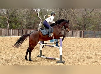 Purosangue inglese, Castrone, 14 Anni, 165 cm, Baio ciliegia