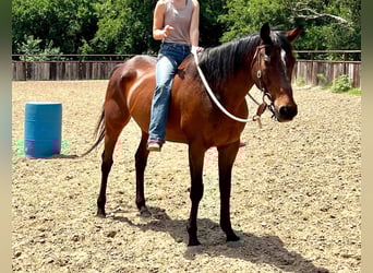 Purosangue inglese, Castrone, 14 Anni, 165 cm, Baio ciliegia