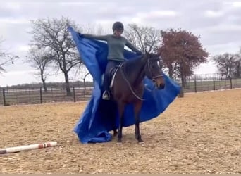 Purosangue inglese, Castrone, 14 Anni, 165 cm, Baio ciliegia