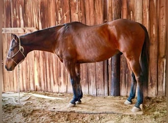 Purosangue inglese, Castrone, 14 Anni, 165 cm, Baio ciliegia