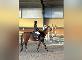Purosangue inglese, Castrone, 14 Anni