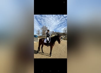 Purosangue inglese, Castrone, 15 Anni, 165 cm, Baio