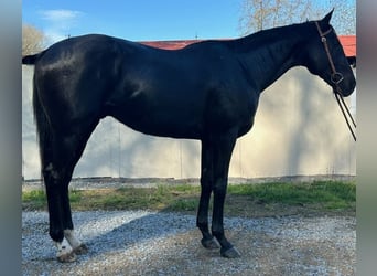 Purosangue inglese, Castrone, 15 Anni, 165 cm, Morello