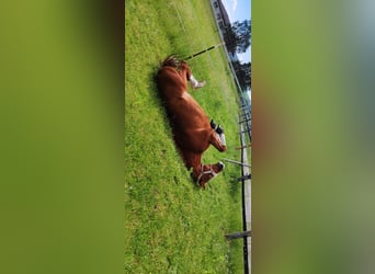 Purosangue inglese, Castrone, 15 Anni, 174 cm, Sauro