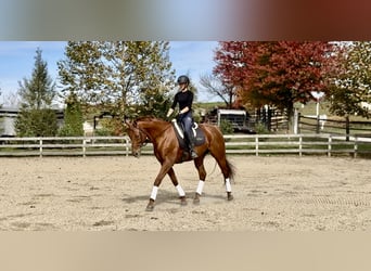 Purosangue inglese, Castrone, 16 Anni, 170 cm, Sauro scuro